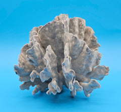 Rosette-shaped Blue Ridge Coral with layered ridges and porous texture on blue background