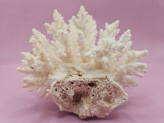 Table Coral ACROPORA LATISTELLA 4.4