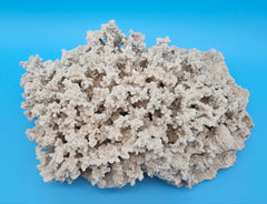 Vintage Merulina coral specimen for coastal home decor - natural marine piece