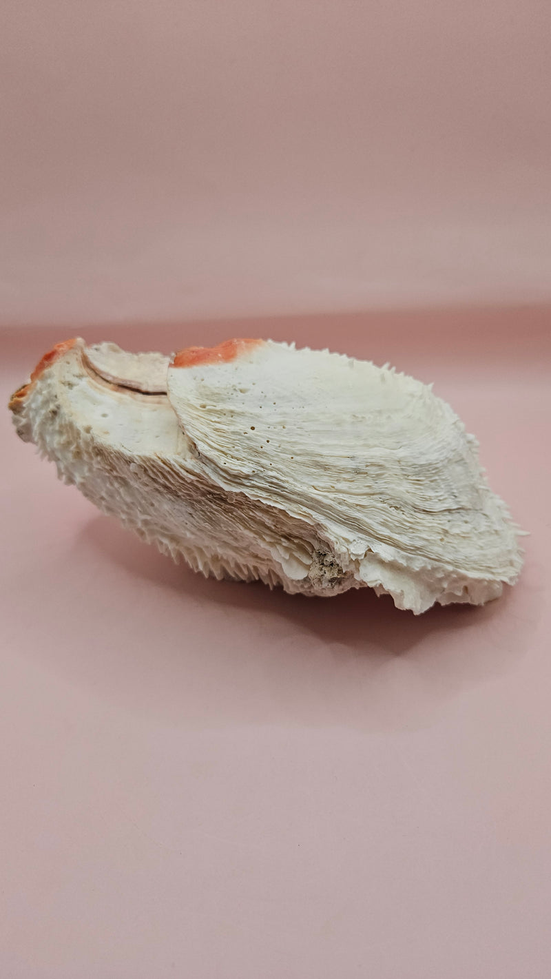 Spiny Spondylus shell with white ridges and orange tip on pink background