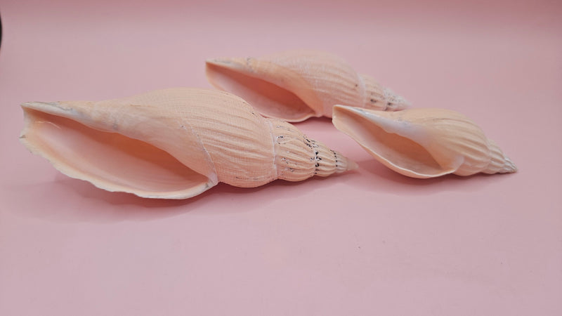 Set of three Fulgoraria nagouchii hyashi display shells in different growth stages