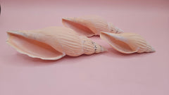 Set of three Fulgoraria nagouchii hyashi display shells in different growth stages