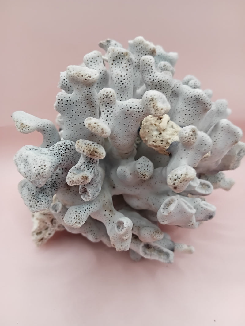 Vintage Blue Ridge Coral with blue-grey texture – 6.7 inch coastal display decor piece