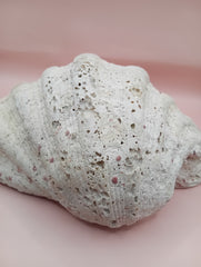 Giant clam shell half 11.7 inches – coastal decor centerpiece