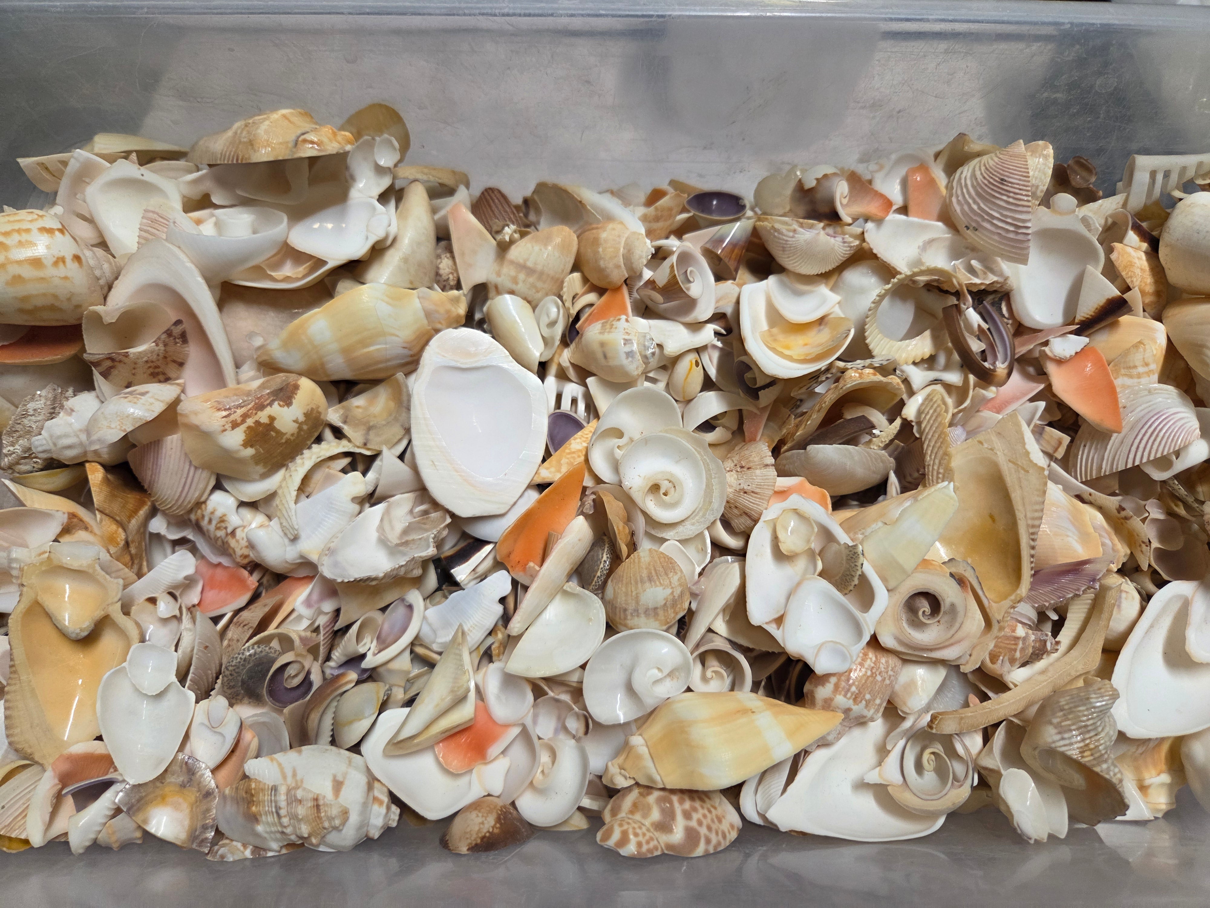 Mixed Assortment of Vintage Sliced Shells 4 oz for Crafts | Loving ...