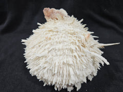 Spondylus Shell Pair - Exact Shell Shown