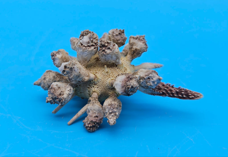 Pine Tree Urchin display shell 2.8 inches with natural spiny details for coastal home décor