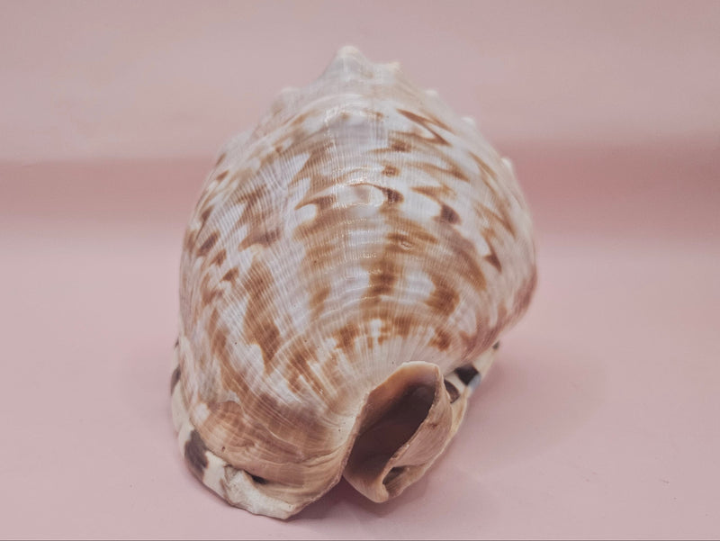 King Helmet shell showing intricate spiral and warm brown tones