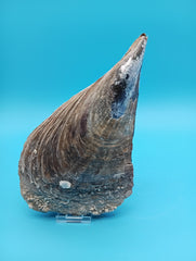 Back view of rigid pen shell with barnacle growth 8.4