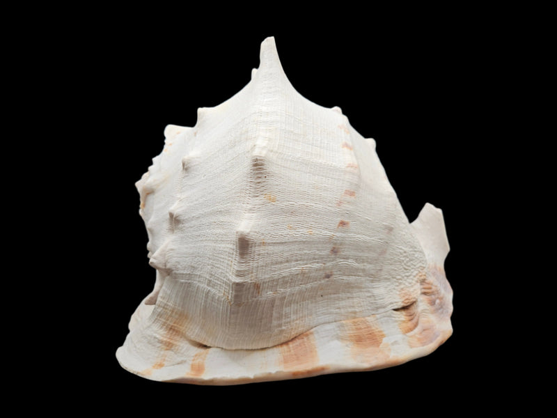 Large Yellow Helmet Cassis Cornuta shell, 12.5x8.5x9.5 inches, vibrant yellow natural seashell