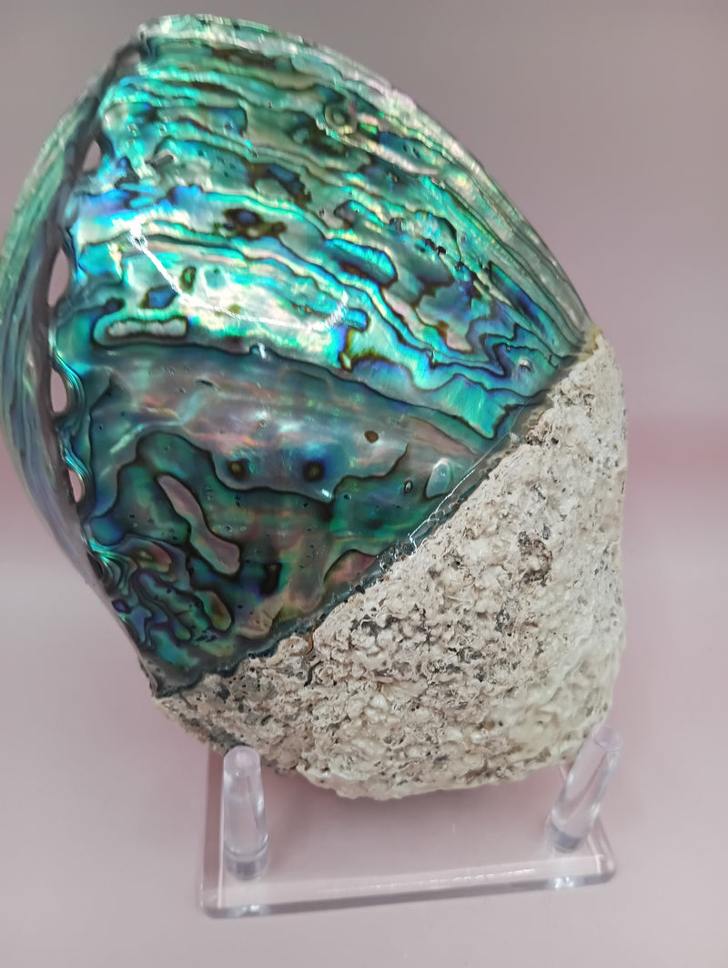 Natural New Zealand Paua Shell – Half Polished Abalone from Fiordland in Gift Box