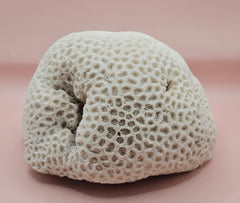 Vintage white brain coral specimen 8 inches, natural texture coastal home decor