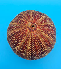 English urchin shell in deep red and tan tones with raised nodules and round shape on a bright blue background