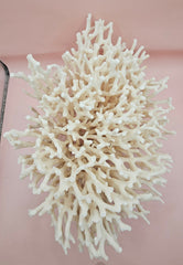 Vintage Birdsnest coral specimen with dense white branching