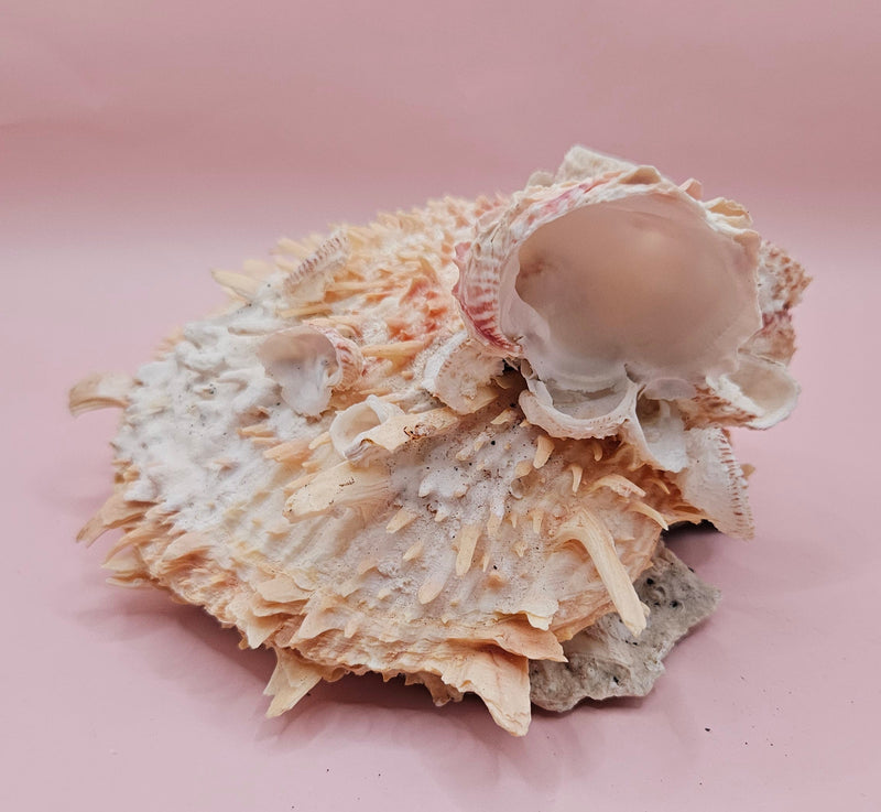 Spiked Spondylus display shell with barnacle clusters and cream-pink tones, 5.4 inches wide