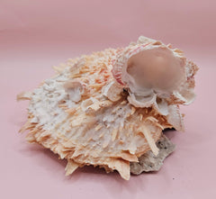 Spiked Spondylus display shell with barnacle clusters and cream-pink tones, 5.4 inches wide