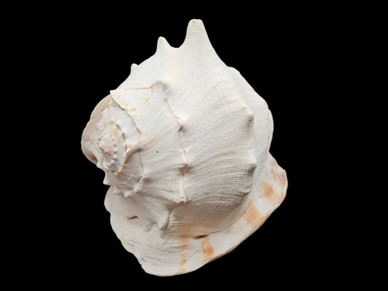 Large Yellow Helmet Cassis Cornuta shell, 12.5x8.5x9.5 inches, vibrant yellow natural seashell