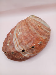 Red Abalone Shell with Iridescent Interior – 8.5