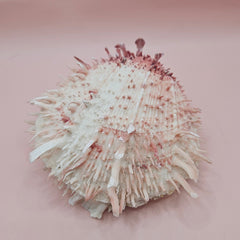 Spondylus shell 4.5 inches with coral-pink accents and sharp textured spines on pale pink background