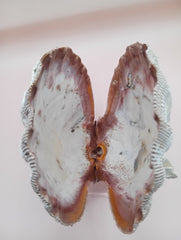 Natural Lion's Paw seashell pair measuring 5 by 5.1 inches with coastal texture and marine encrustations