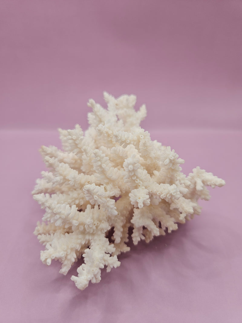 Table Coral ACROPORA LATISTELLA 5"