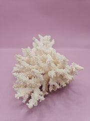 Table Coral ACROPORA LATISTELLA 5