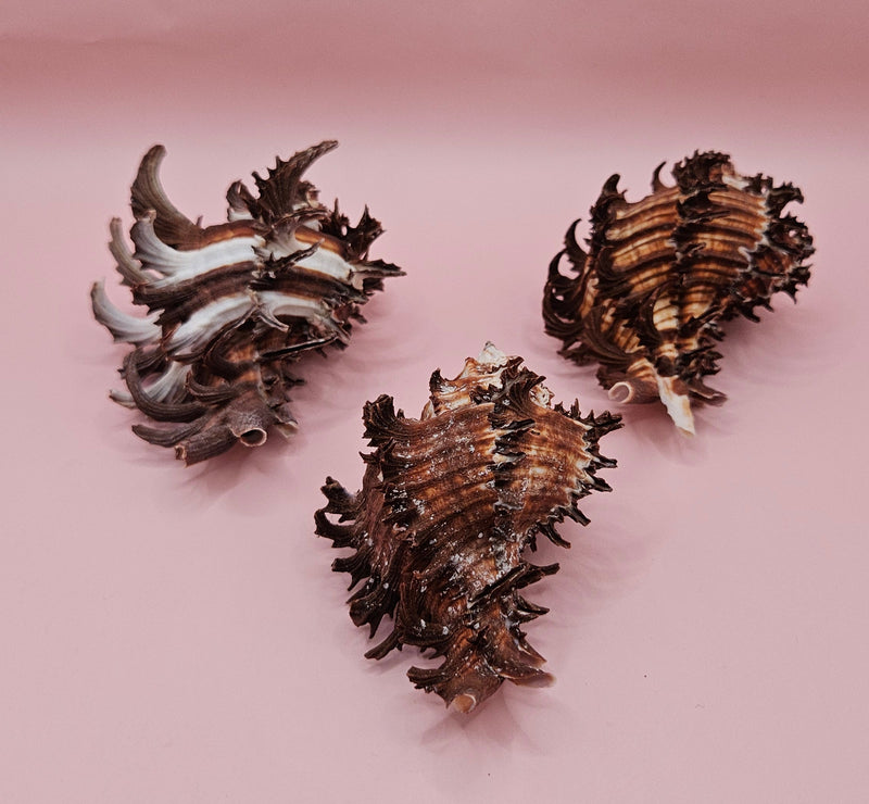 Trio of long spine Murex endive shells with spiny ridges and brown-cream color pattern on a pink background