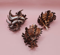 Trio of long spine Murex endive shells with spiny ridges and brown-cream color pattern on a pink background