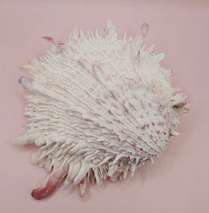 Spiny pink and white Spondylus shell with layered ridges on a neutral background