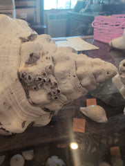 Raw Chank Shell