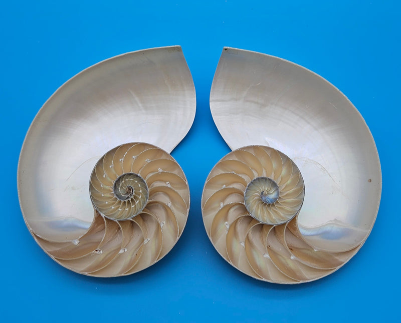 Set of matching Tiger Nautilus shell halves showing polished spiral interiors and pearly finish on blue background