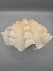 Squamosa clam shell pair, 7 inches wide, featuring natural ridges and textures