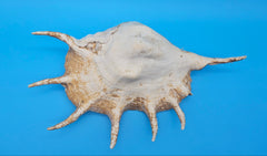 Lambis Truncata Display Shell Premium Coastal Home Decor Large