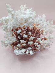 Vintage Brownstem Coral with textured brown branches – 10 x 8.25 x 6.5 inches coastal display piece