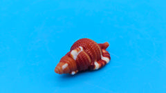 Red Breasted Triton Shell – 1.5