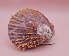 Spondylus shell with coral growth and orange spines, 3.5 inches long, shown on pink background