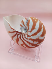 Tiger Nautilus Shell – Striking Natural Ocean Decor 4