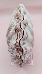 Natural Lion's Paw seashell pair, 5 by 5.3 inches, with textured barnacle accents and coastal tones