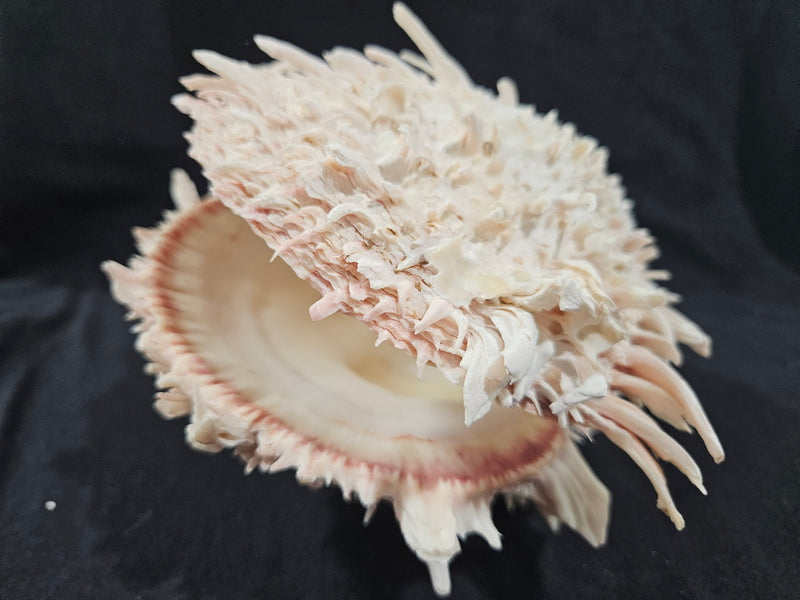 Spondylus Shell Pair - Exact Shell Shown