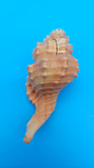 4.4-inch Cymatium pyrum shell in orange and cream with knobby ridges for coastal décor display