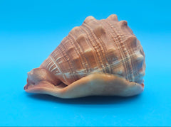 Bullmouth Cameo helmet shell with peach interior and textured dark outer ridges