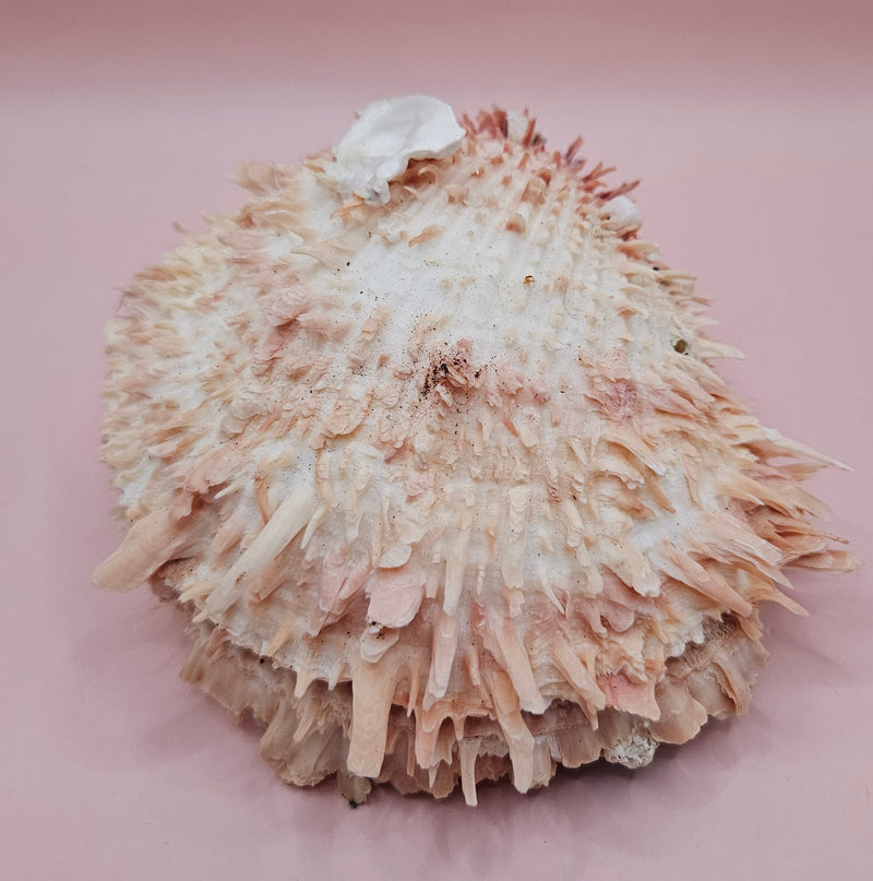 Spiny pink and ivory Spondylus shell with dramatic textured surface, 5 inches wide, on tabletop
