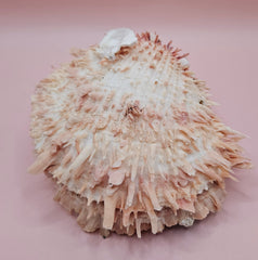 Spiny pink and ivory Spondylus shell with dramatic textured surface, 5 inches wide, on tabletop