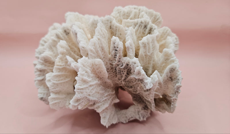 White vintage Rugosa coral fossil with radial ridges on pink background – 6.8 inch horn coral decor