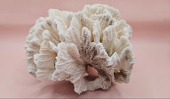 White vintage Rugosa coral fossil with radial ridges on pink background – 6.8 inch horn coral decor