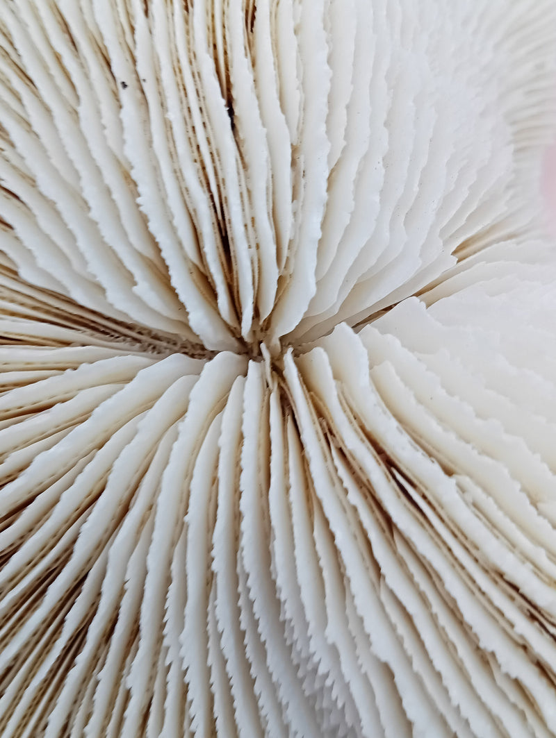 Vintage White Mushroom Coral- Fungia fungites
