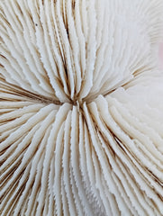 Vintage White Mushroom Coral- Fungia fungites