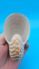 Tiger Nautilus Shell – Striking Natural Ocean Decor 3.6