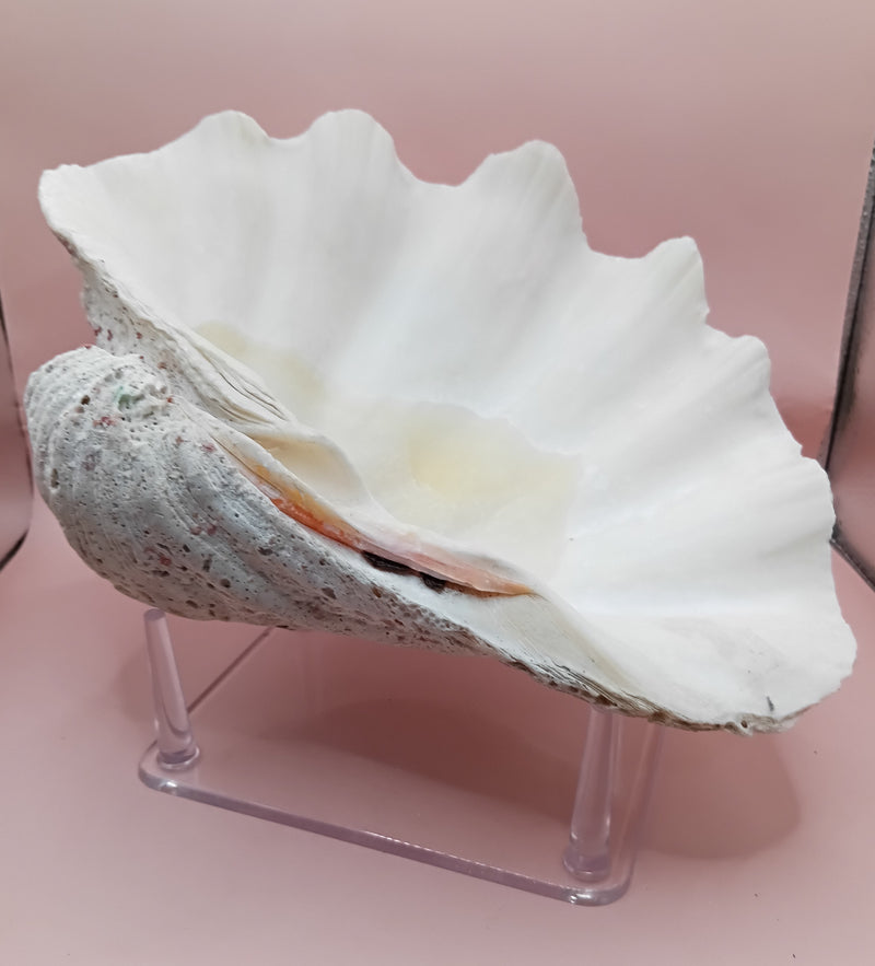 Giant clam shell half 11.7 inches – coastal decor centerpiece