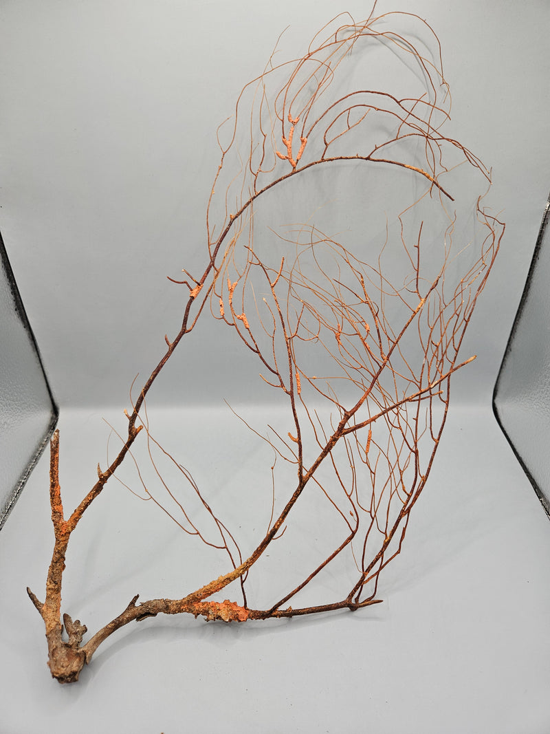 Natural sea fan coral, 16 inches by 8.5 inches , with delicate branching, perfect for coastal or nature-inspired décor